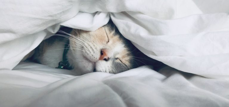 добавки перед сном